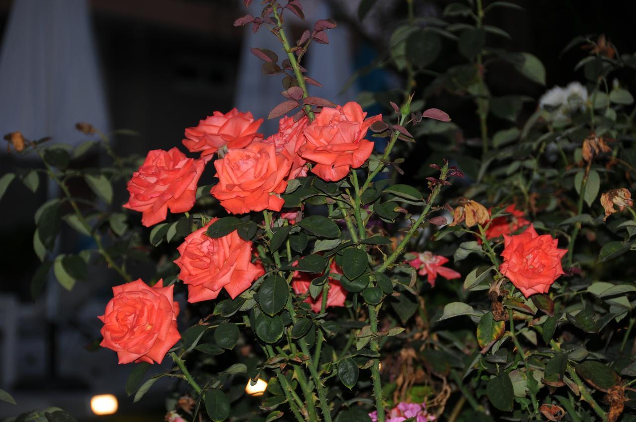 דירות Kalamákion Vicky'S Garden מראה חיצוני תמונה